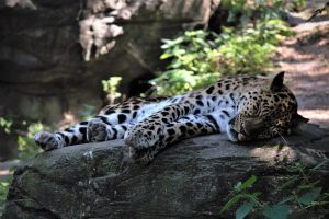 zoo-leipzig-amurleopard-k-f-muehler