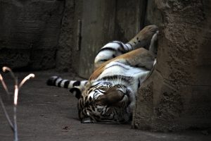 zoo-leipzig-amurtiger-k-f-muehler