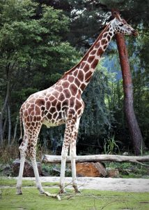 zoo-leipzig-kiwara-savanne-rothschildgiraffe-k-f-muehler