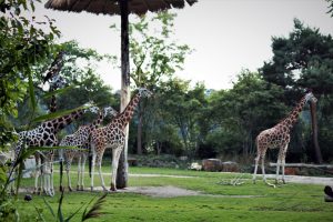 zoo-leipzig-kiwara-savanne-rothschildgiraffen-k-f-muehler