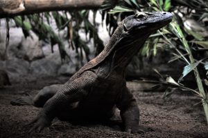 zoo-leipzig-komodowaran-k-f-muehler
