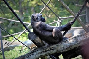 zoo-leipzig-pongoland-1-k-f-muehler