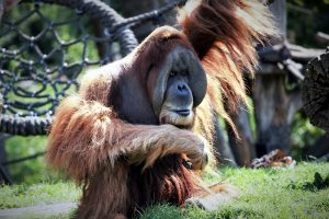 zoo-leipzig-pongoland-10-k-f-muehler