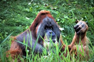 zoo-leipzig-pongoland-11-k-f-muehler