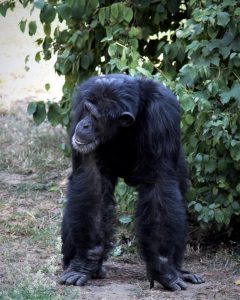 zoo-leipzig-pongoland-2-k-f-muehler