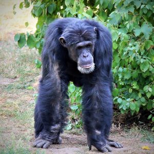 zoo-leipzig-pongoland-3-k-f-muehler