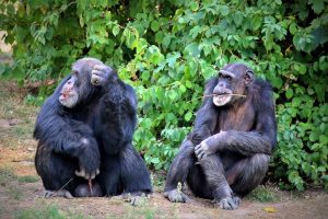 zoo-leipzig-pongoland-4-k-f-muehler