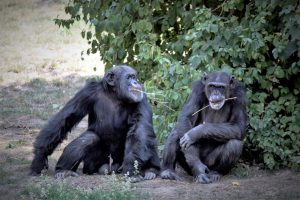 zoo-leipzig-pongoland-5-k-f-muehler