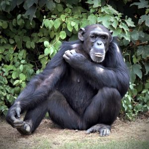 zoo-leipzig-pongoland-6-k-f-muehler