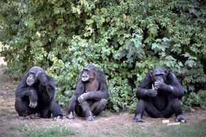 zoo-leipzig-pongoland-7-k-f-muehler
