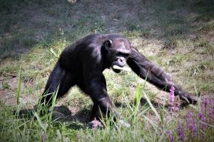 zoo-leipzig-pongoland-8-k-f-muehler