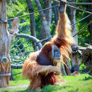 zoo-leipzig-pongoland-9-k-f-muehler