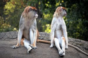 zoo-leipzig-rhesusaffen-1-k-f-muehler