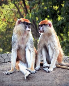 zoo-leipzig-rhesusaffen-2-k-f-muehler