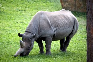 zoo-leipzig-spitzmaulnashorn-k-f-muehler