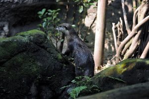 zoo-leipzig-zwergotter-k-f-muehler