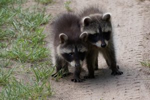 zwei-waisen-b-mocc88cker