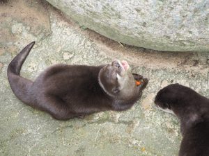 zwergotter-im-wildpark-schwarze-berge-bei-hamburg-bernd-opel