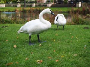 Schwäne im Branitzer Park - Bernd Opel