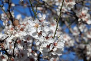 Frühling auf Mallorca 1 - H. Müller