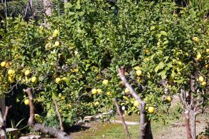 Frühling auf Mallorca 2 - H. Müller