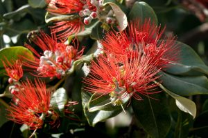 Frühling auf Mallorca 6 - H. Müller