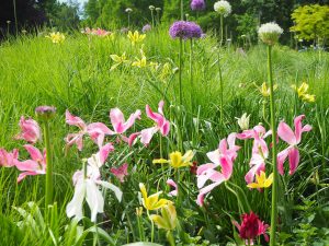 Blumenwiese - Bernd Opel