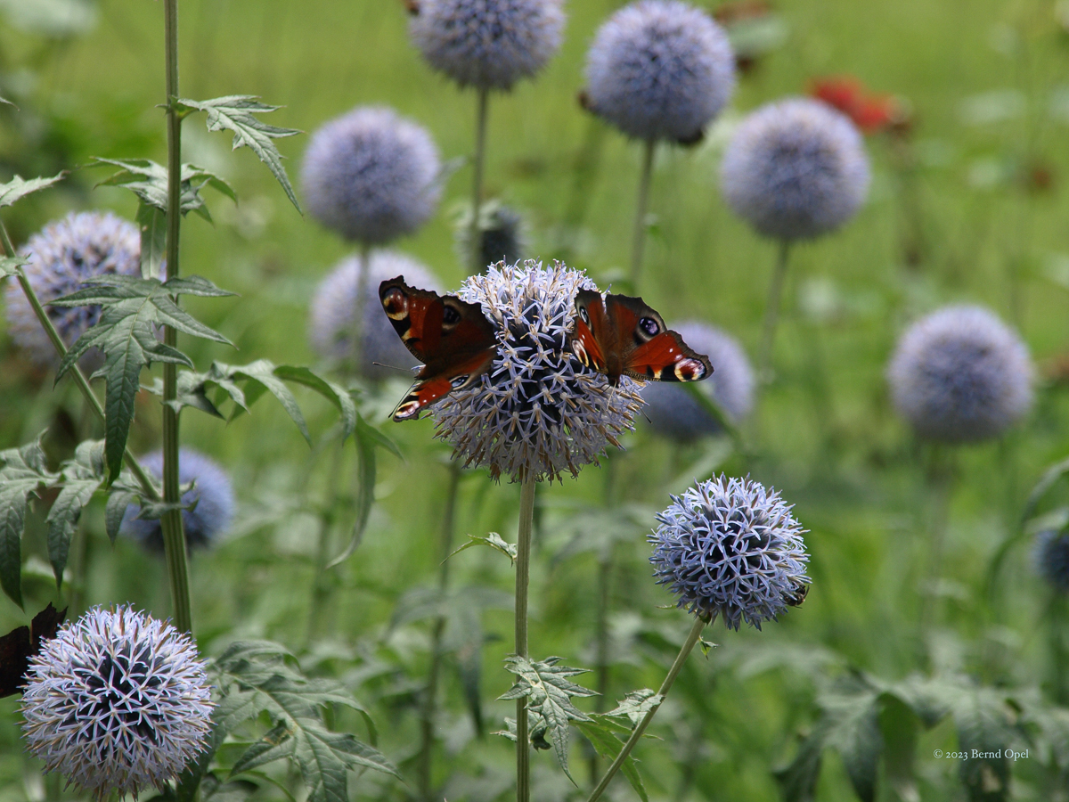 Distel - Bernd Opel