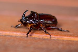 Nashornkäfer 1 - Bernd Möcker