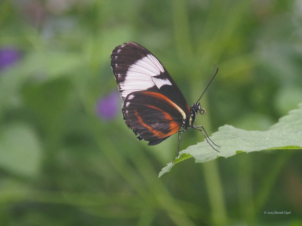 Schmetterling - Bernd Opel