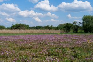 1_Allee - Frau FETSCH