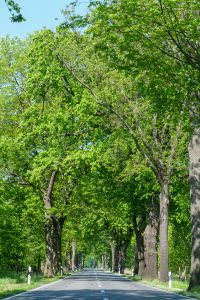 2-Allee - Frau FETSCH