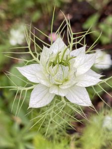 Jungfer im Grünen - Bernd Opel