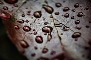 Nach dem Regen 1 - K. - F. Muehler