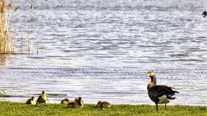 Wildgaense 1 - Krabbelgruppe - K. - F. Muehler
