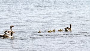 Wildgaense 3 - Geleitschutz 2 - K. - F. Muehler