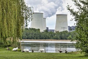 Wildgaense und Schwaene 1 - K. - F. Muehler