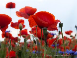 1_Mohnblüte - K.Fetsch