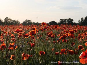 6_Mohnblüte - K.Fetsch