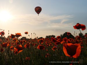 7_Mohnblüte - K.Fetsch