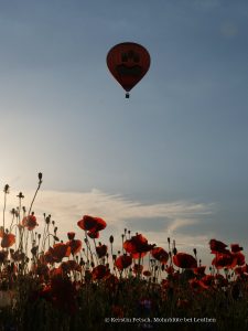 8_Mohnblüte - K.Fetsch