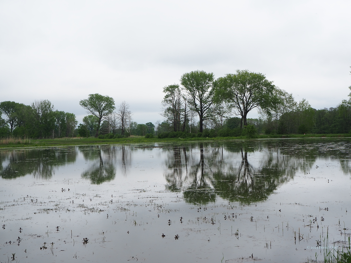 Bärenbrücker Teiche - Bernd Opel