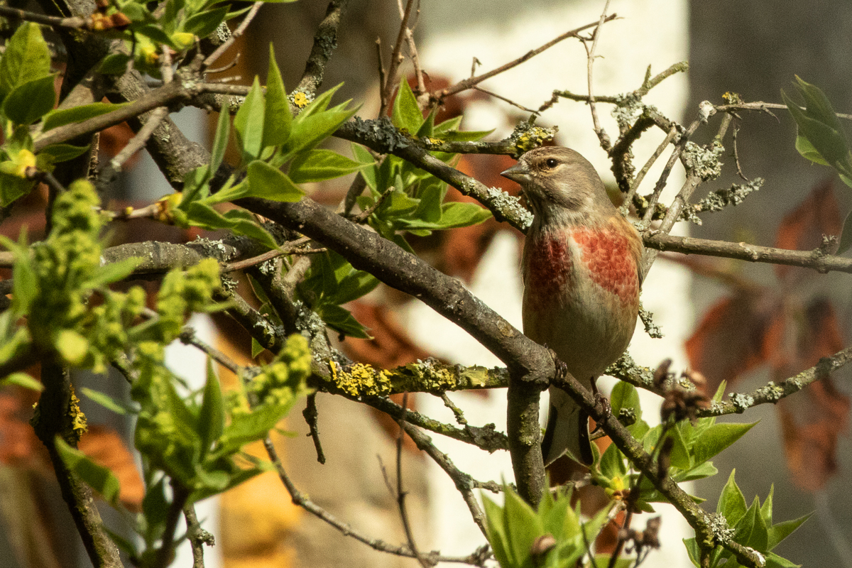 Bluthänfling - B.Möcker