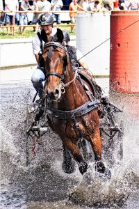 Fahrturnier 2023 Drebkau 2 - K. - F. Muehler