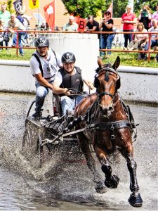 Fahrturnier 2023 Drebkau 4 - K. - F. Muehler