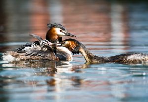 Fütterung-Norbert Kubicke