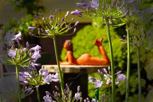 Gartenimpressionen (1) - H. Müller