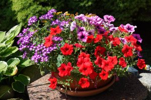 Gartenimpressionen 2 - H. Müller