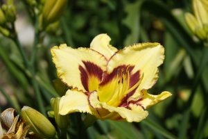 Gartenimpressionen 3 - H. Müller