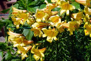 Gartenimpressionen 4 - H. Müller